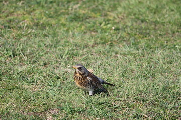 Sweden. The fieldfare (Turdus pilaris) is a member of the thrush family Turdidae. It breeds in woodland and scrub in northern Europe and across the Palearctic