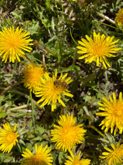 The bee lands delicately on a dandelion flower, its tiny body covered in pollen and orange pouches on its paws, which it carries into the hive.