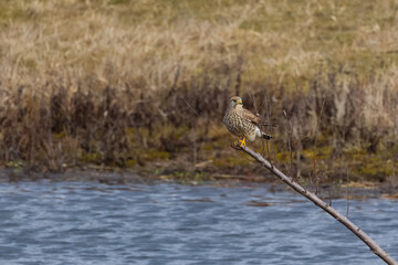 Turmfalke