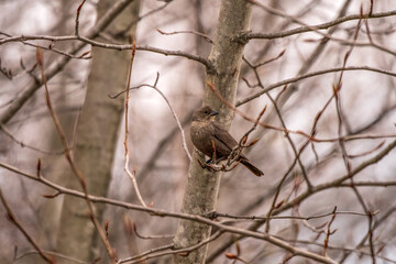 female cowbird in a tree