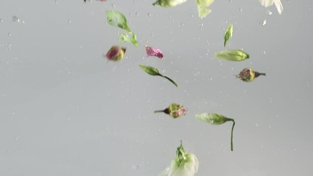 Underwater floral petals in motion. Unique Footage of Flowers in an Aquarium. Flowers slowly fall into the water.  Concept on nature background. The Art of Water and Flowers