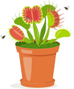 Dionaea muscipula, Venus flytrap in a pot with insects . Vector flat illustration isolated on white background