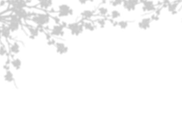 Silhouette Cherry Blossom Shadow, Illustration isolated transparent of Shadow leaves overlay on Wall,Concept for elements design decoration for Spring, Summer Backdrop Background