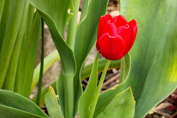 Naklejka premium Little Red Tulip Flower 04