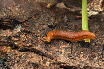 Slug Crawl 01