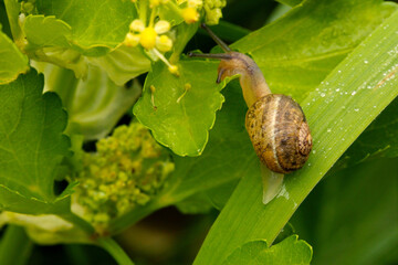 Snail Climb 02