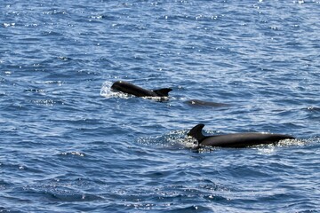 Fototapeta premium Female short-finned pilot whale, Globicephala macrorhynchus, with a calf