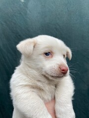 Fototapeta premium white dog portrait