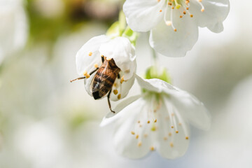 pollinating bee inside of a cherry blossom.