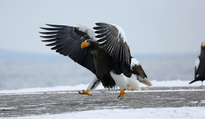 Sea eagles in the snow