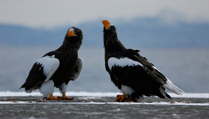 Eagles in the snow