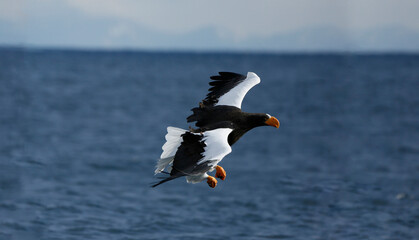 eagle in flight