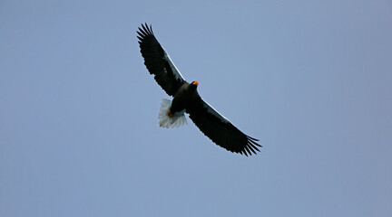 eagle in flight