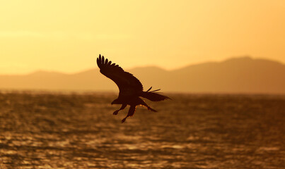 eagle in the sunset