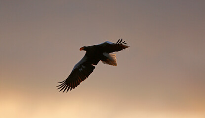 eagle in the sky