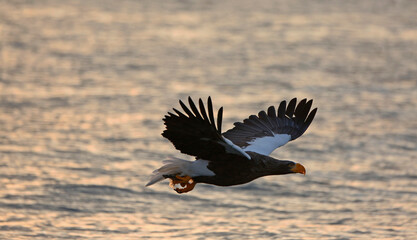 eagle in flight