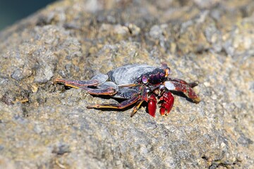 The crab Grapsus adscensionis