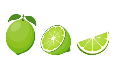 Fresh lime fruit. Collection of lime vector icons isolated on white background. Vector illustration for design and print