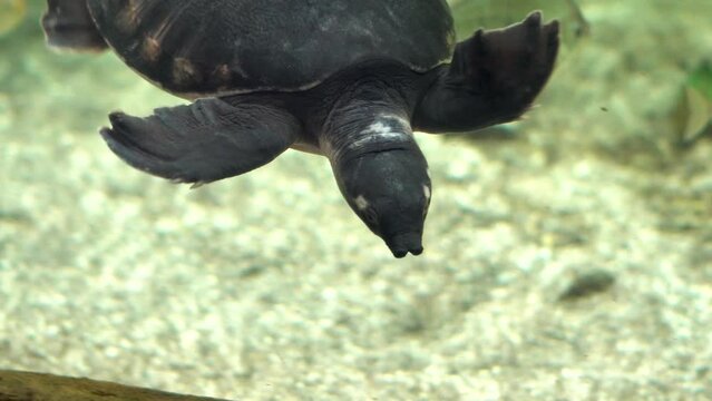 Pig-nosed turtle swims in the aquarium. Sea turtle swims underwater close-up.