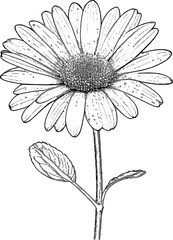 Sunflower Line Art