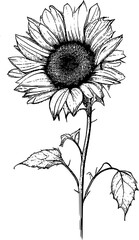 Sunflower Illustrations