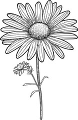 Fototapeta premium Sunflower Vector Art