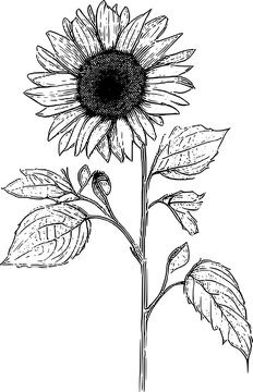 Sunflower Simple Hand Drawn