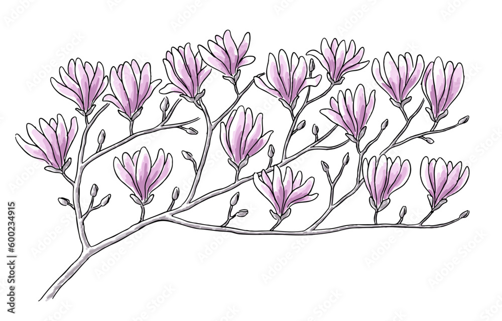 Wall mural Hand-drawn magnolia branch with pink flowers - Wall murals