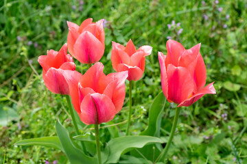 Fototapeta premium Pink tulips flowers with green leaves blooming in a meadow, park, outdoor in sunny day. Tulips field, nature, spring, floral background.