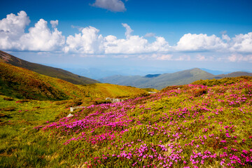 Naklejka na ściany i meble Blooming alpine meadows with magical rhododendron flowers on a sunny day. Carpathian mountains, Ukraine, Europe.