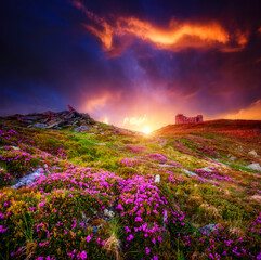 Naklejka na ściany i meble Unbelievable colorful sunrise with fields of blooming rhododendron flowers. Carpathian mountains, Ukraine, Europe.