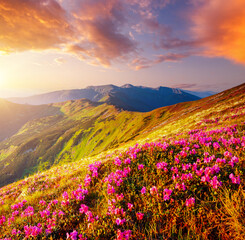 Magic pink flowers rhododendrons at sunset. Carpathian mountains, National Park Chornohora, Ukraine, Europe.