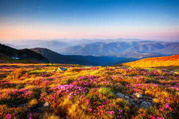 Fototapeta na wymiar A charming pink rhododendron blooms on the slopes on a sunny day. Carpathian mountains, Ukraine, Europe.