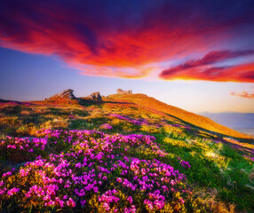 Unbelievable colorful sunrise with fields of blooming rhododendron flowers. Carpathian mountains, Ukraine, Europe.