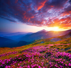 Magic pink flowers rhododendrons at sunset. Carpathian mountains, National Park Chornohora, Ukraine, Europe.
