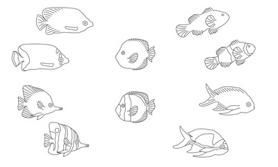 Fish Collection 