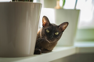 Burmese cat close-up at home. Portrait of a beautiful young brown cat sitting on the window