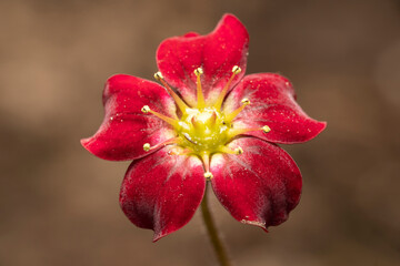 Moos Steinbrech Saxifraga Bl&uuml;te rot makro