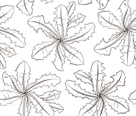 Hand drawn  Dandelion leaves drawn as a seamless pattern in a pencil