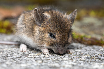 Hausmaus im Garten Portrait