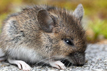 Hausmaus im Garten Portrait
