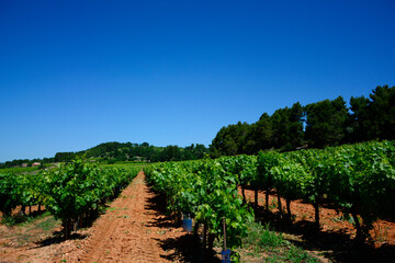 Fototapeta premium winnica w prowansji, winorośle w winnicy, winnica na tle niebieskiego nieba, Vitis 