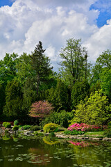 ogród japoński, kwitnące różaneczniki i azalie, ogród japoński nad wodą (azaleas, Rhododendron), Japanese garden, blooming rhododendrons and azaleas, Japanese garden by the water © kateej