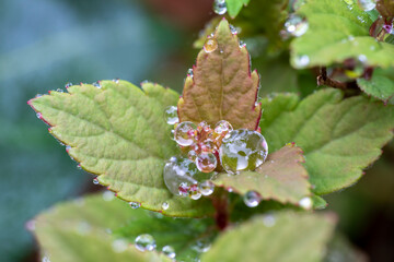 Japanischer Spierenstrauch Blätter mit Regentropfen makro