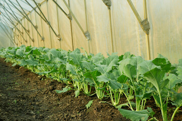 Kohlrabi planting closeup greenhouse foil young seedlings tuber bio detail field lettuce spinach...