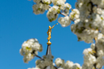 provo temple in the spring 