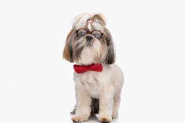 adorable shih tzu dog with eyeglasses wearing elegant red bowtie