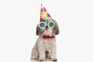adorable shih tzu pup with party hat, sunglasses and red bowtie