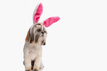 lovely little shih tzu dog with bunny ears headband looking to side