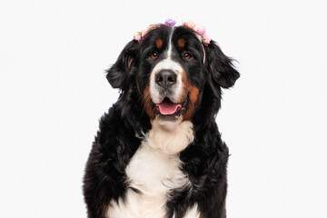 beautiful berna shepherd dog wearing flowers headband and panting